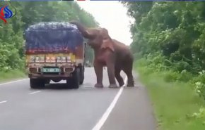 حمله فیل گرسنه به کامیون سیب‌زمینی در هند