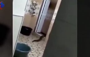 مخلوق مرعب يقتحم منزلا في ماليزيا + فيديو