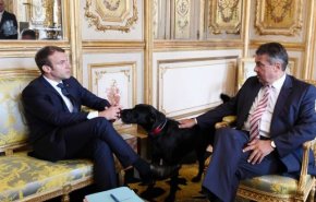 خرابکاری سگ رئیس جمهور فرانسه حین جلسه رسمی! + فیلم