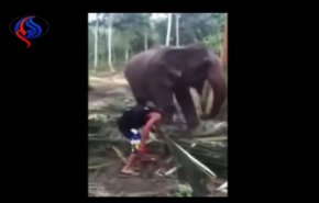بالفيديو... فيل ينتقم من رجل ضايقه اثناء تناوله الغذاء