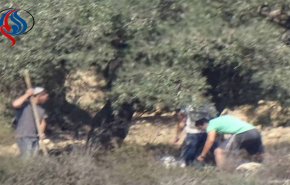 الاحتلال الصهیوني يعتدي بالضرب على متطوع إسباني 