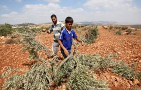 حمله شهرك نشينان به باغات زيتون فلسطينی های نابلس