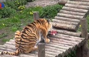 شاهد... انقضاض نمر على حارسة حديقة حيوانات!