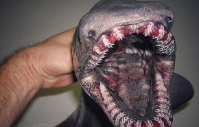 عکس / کشف هیولای وحشتناک دریایی با ۳۰۰ دندان!