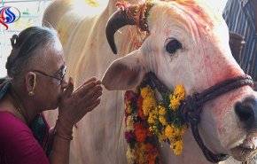 “حراس البقر” يقتلون مسلماً في الهند، والسبب؟!