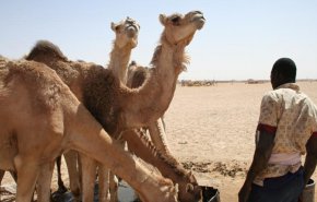 موريتانيا تسعى لجذب الاستثمارات إلى قطاع الثروة الحيوانية 
