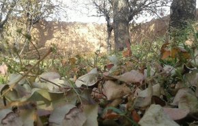 بالصور.. فصل الخريف بالوانه المتنوعة في دامغان
