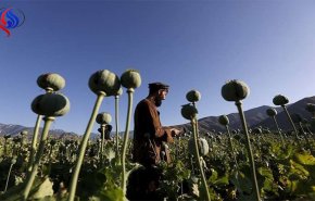 إنتاج الأفيون في أفغانستان يبلغ مستويات قياسية