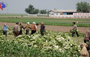 روسيا توقف تصاريح العمل للعمال الكوريين الشماليين الجدد