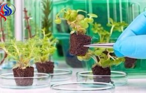 التوصل إلى تكنولوجيا تحول النباتات لأجهزة تجسس عالية الدقة 