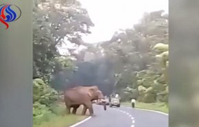 شاهد.. فيل يدهس حارس أمن حتى الموت 
