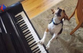 بالفيديو...كلب يعزف على البيانو ويغني في نفس الوقت!