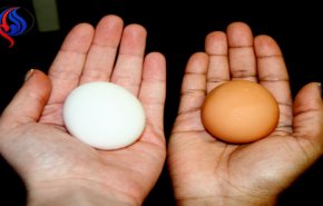 هل تعلم الفرق بين البيض الأبيض والبني؟