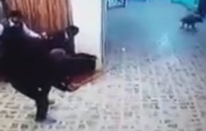 بالفيديو.. حيوان مفترس يهاجم مستشفى الولادة في الديوانية بالعراق