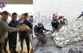 اكبر مشروع استزراع سمكي مصري في العالم