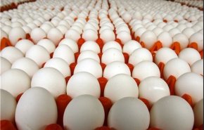نامه نمایندگان به رئیس جمهور در اعتراض به گرانی «تخم‌مرغ»