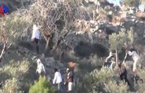 بالفيديو والصور.. مستوطنون يخرّبون حقول زيتون فلسطينية بنابلس