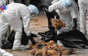 شناسایی چند کانون آنفلوانزای مرغی در مازندران/ ممنوعیت عرضه پرندگان زنده 