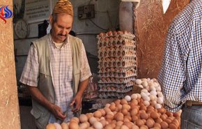 دراسة: ارتفاع معدلات استهلاك البيض للمواطن المغربي 2017!