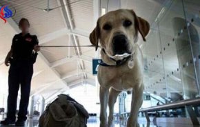 بالفيديو... كلب يستقبل صاحبه في مطار بيروت بطريقة لا يتوقعها أحد!