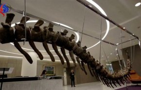 بيع ذيل ديناصور لبناء 5 آلاف مدرسة بالمكسيك