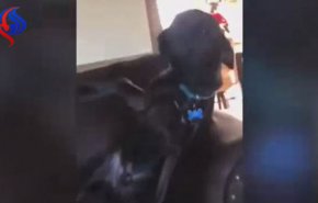 بالفيديو.. اعتراف كلب بسرقة منزل صاحبه بشكل طريف!