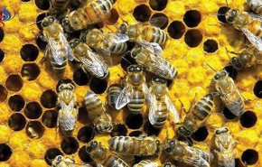 القبض على صبيين بتهمة قتل نصف مليون نحلة