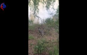 فيديو طريف لكلب يشعر بالغيرة من تمساح ضخم وهذا ما فعله به