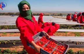 إسبانيا تستعد لاستقبال الاف مغربية للعمل في حقول الفراولة 