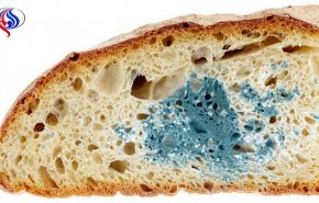 ارتباط کپک نان با سرطان کبد/ زمان طلایی برای نگه‌داشتن نان در فریزر