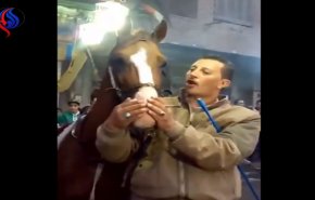 بالفيديو.. حصان يدخن 