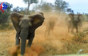 شاهد بالفيديو...فيل غاضب يهاجم سيارة مع السياح