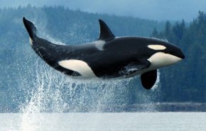 نهنگ قاتل می تواند صدای انسان را تقلید کند