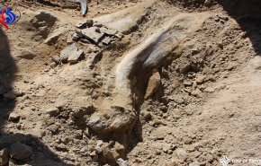 نقل حفرية ديناصور عمرها 80 مليون عام إلى معمل في مصر