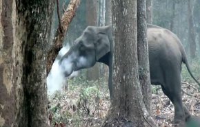 شاهد : الفيل المدخن ينتشر على الإنترنت ويحير العلماء!