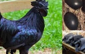 الدجاج الأسود.. سعره 2500 دولار !