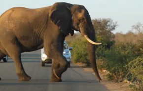 شاهد بالفيديو... كيف يمارس هذا الفيل اليوغا في منتصف الطريق