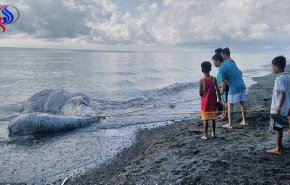 مخلوق بحري ضخم يرعب الأهالي في الفلبين + فيديو 