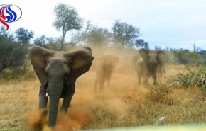 بالفيديو..مصرع رجل هندي تحت اقدام فيل ضخم!