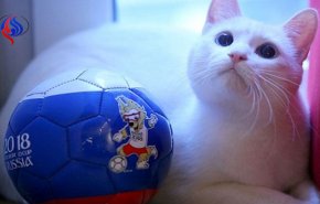 گربه‌ پیشگو نتیجه بازی ایران و مراکش را پیش‌بینی می‌کند