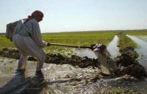 العراق يحظر زراعة ثمانية محاصيل صيفية بسبب أزمة المياه