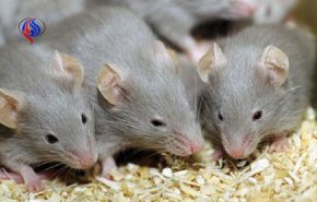 بريطانيا .. انتشار واسع لعدوى قاتلة تنقلها الفئران!
