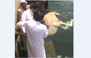 بالفيديو/ قادما من قطر .. جمل يقفز الى الماء في ميناء الشويخ بالكويت!