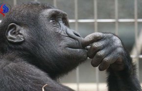 هل يصبح الشمبانزي مفتاح فهم العقل البشري؟