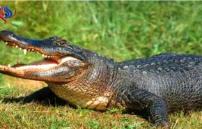 بعد 8 سنوات من المطاردة.. القبض على تمساح يزن 600 كغ!