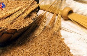 مصر تسعى لشراء كمية غير محددة من القمح