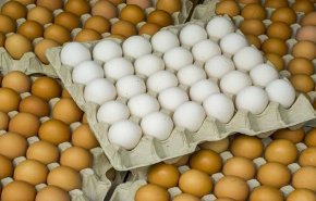 ما الفرق بين البيض البني والأبيض؟
