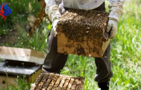 قياس نسبة التلوث بالجو باستعانة النحل!