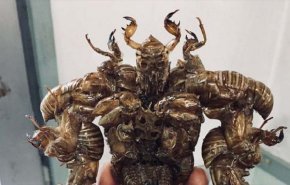 شاهد: تماثيل من الحشرات الحية في اليابان!