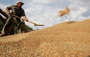 مصر تواجه خطر نقص استيراد القمح 